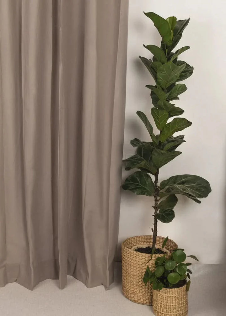 Cinder 100% cotton plain curtain in Woody Gray - Customizable for size, lining and headers